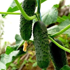 Платина F1 семена огурца партенокарпического (Nunhems / Нюнемс)