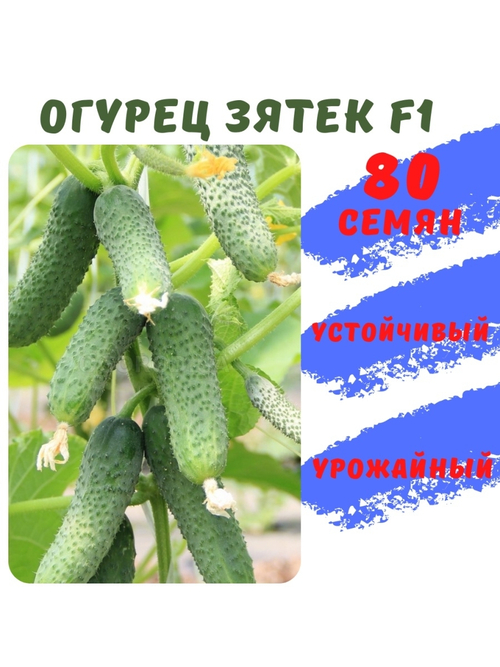 Семена огурца Зятек F1 80 семян