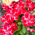 Адениум DAO GRAJAI