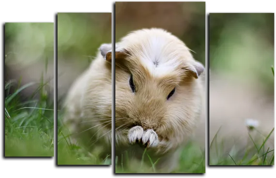 Модульная картина "Морская свинка"