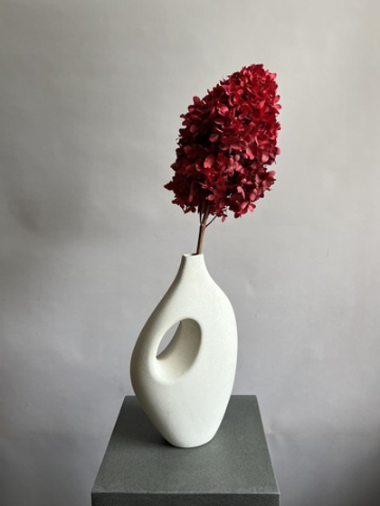 Гортензия стабилизированная бордовая крупнолистная