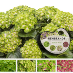 «Вибрант Верде» («Vibrant Verde») серия Рембрандт октябрь 2025 г.