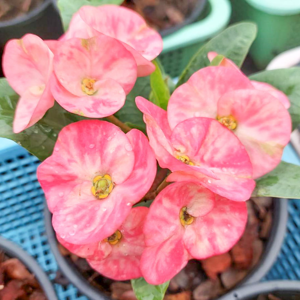 Эуфорбия Миля SIAM PINK