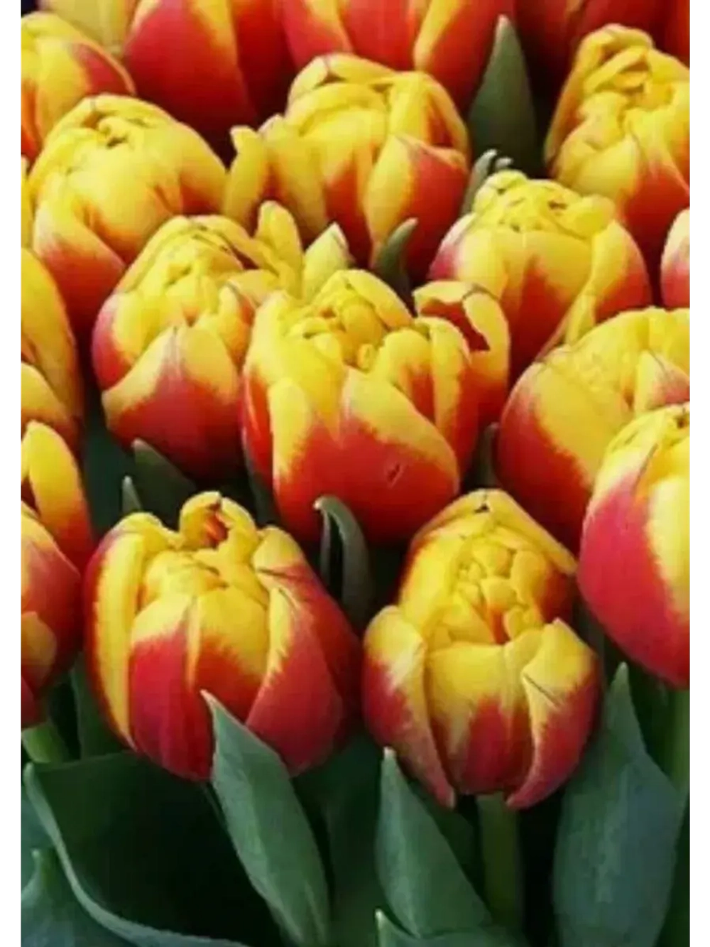 Тюльпаны Atlas 4 шт, набор луковиц