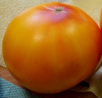 СЕРДЦЕ ТАШКЕНТА (СЕМЕЙНЫЙ ИЗ ТАШКЕНТА)