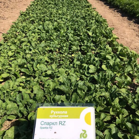 СПАРКЛ семена рукколы Rijk Zwaan купить – фото 2
