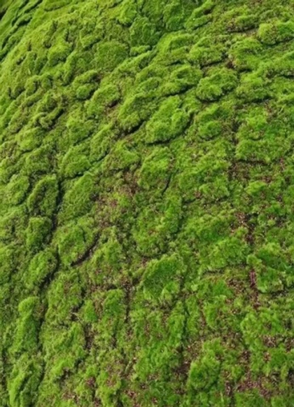 Ковер из искусственного мха с имитацией кочек на войлоке / Арт 9027