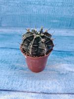 Gymnocalycium Friedrichii (Гимнокалициум)