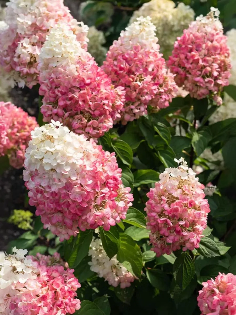 Гортензия метельчатая Пинки Промис