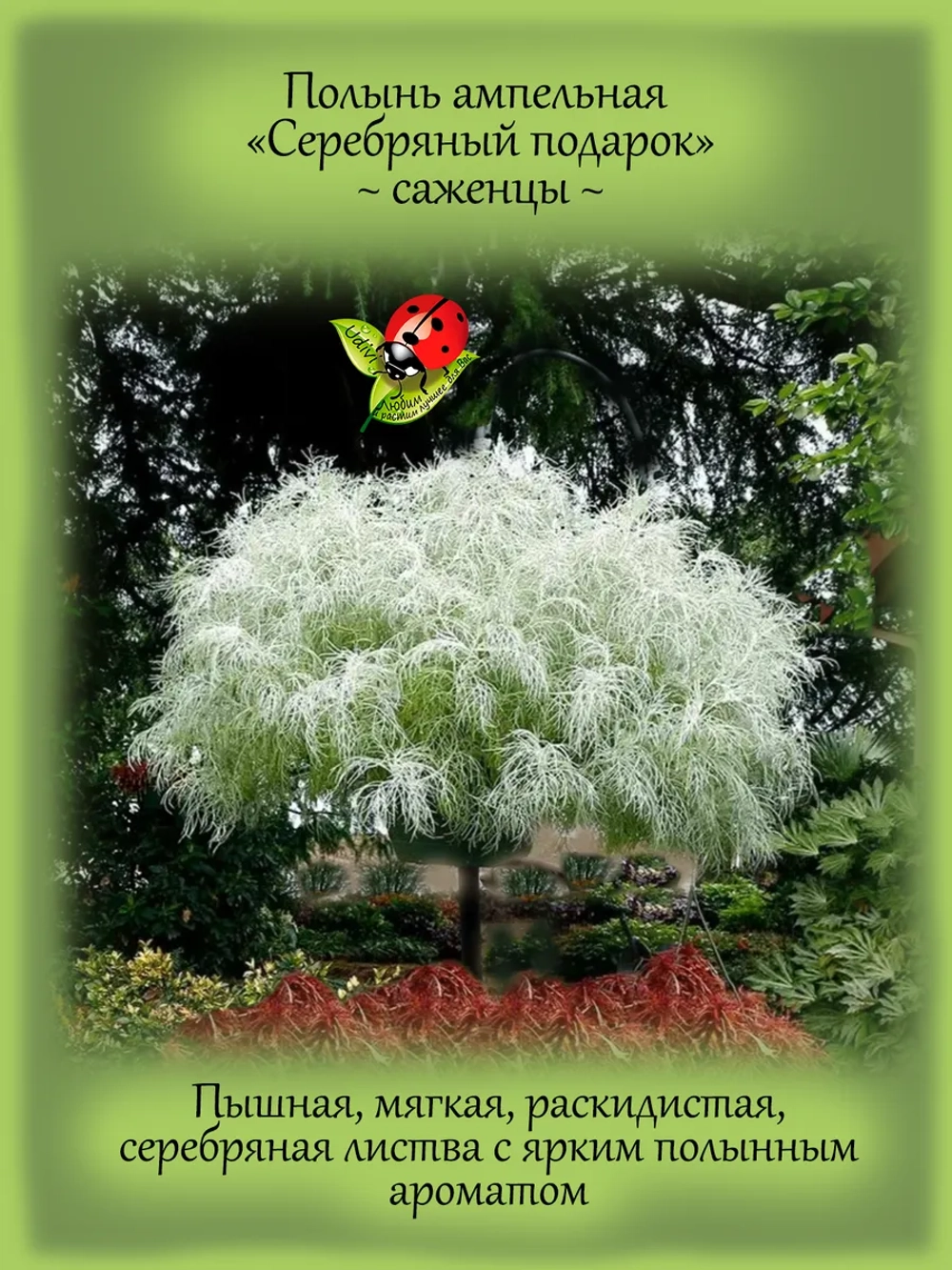 Полынь Серебряный Подарок ампельная Макана Сильвер