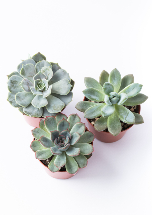 Микс из трех эхеверий d 8