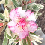 Адениум вариегатный BEST OF SIAM