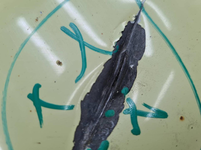 Дверь передняя левая Opel Meriva B (2010-2018)