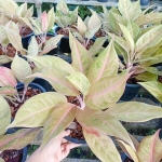 Аглаонема MULAN