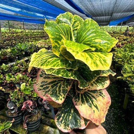 Кротон SEDTHEE MAI