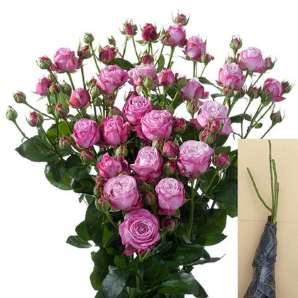 Роза Леди Бомбастик спрей саженец с ОКС