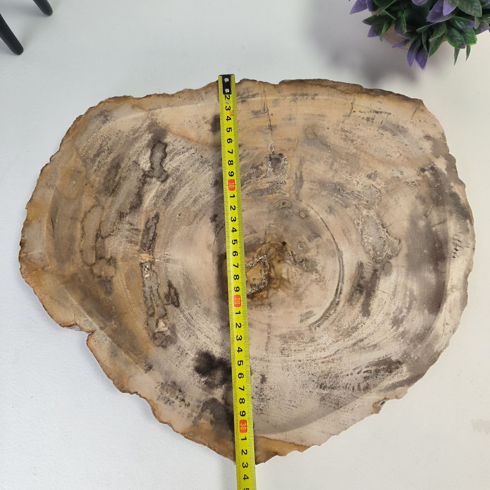 Набор из окаменелого дерева 4 предм Fossil Set NF-63064 поднос 33см*39см