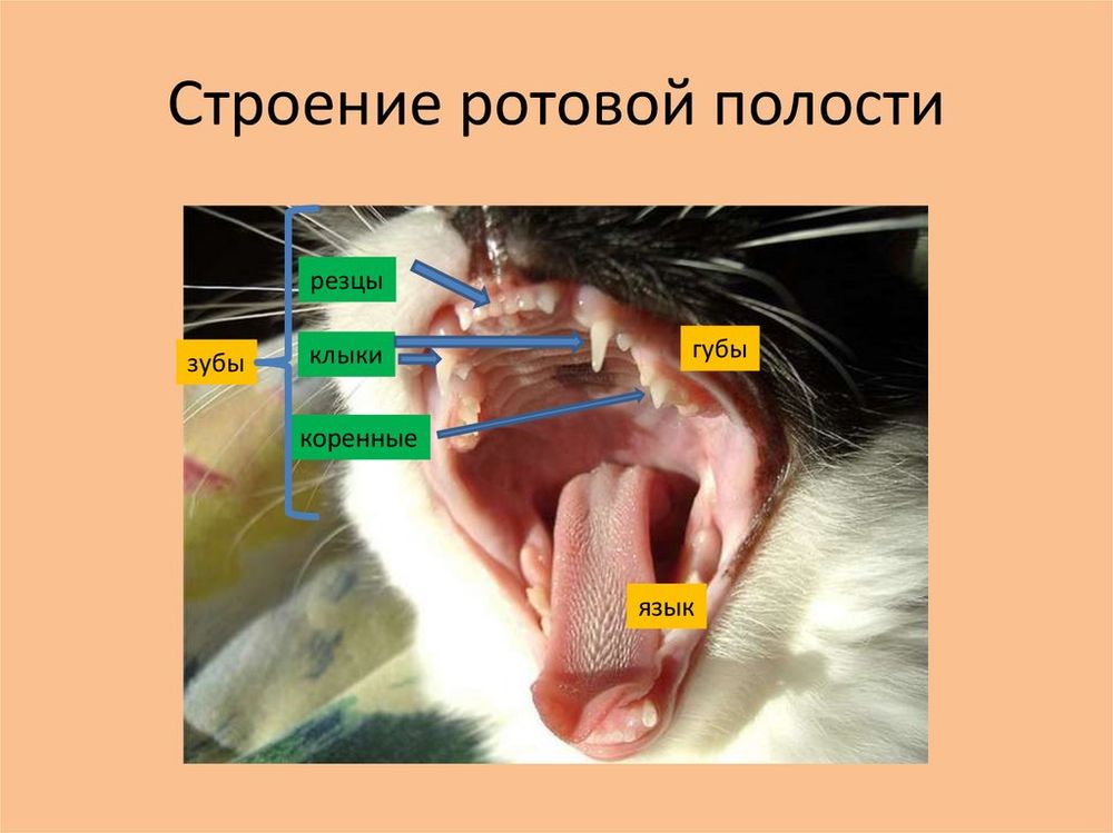 Муляж ротовой полости — купить по ФГОС | Учебный стандарт Муляж ротовой полости — купить по ФГОС | Учебный стандарт