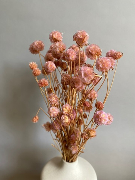 Скабиоза кустовая розовая