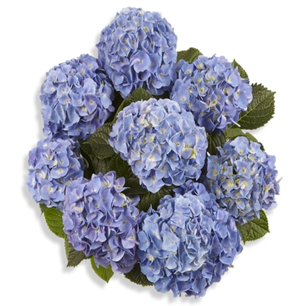 MARINE BLUE/ МАРИН БЛЮ  (Стандарт поставки Р9)2025г.