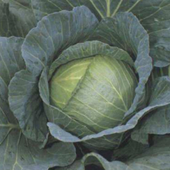 Роял Вантаж F1 семена капусты белокочанной (Sakata / Саката)