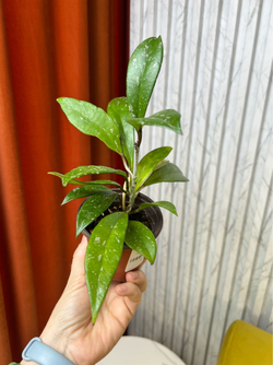 Хойя Публикалис, D9см Н15см, 1шт, Urban Jungle (7143)