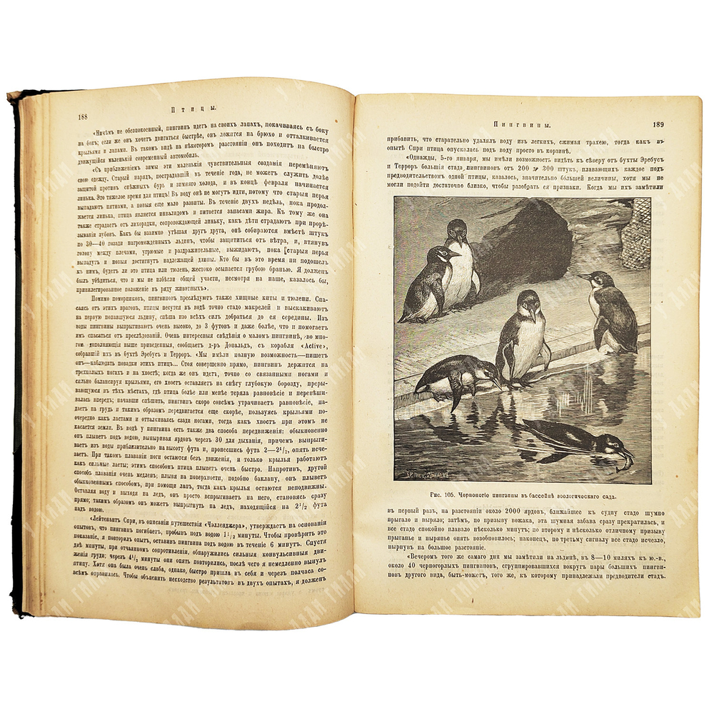 Мензбир М. А. Птицы. - СПб.: Типография Акц. общ. Брокгауз-Ефрон, 1904–1909.