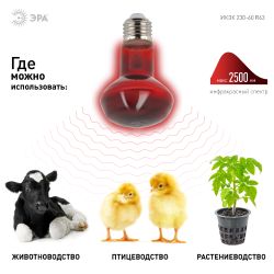 Инфракрасная лампа ЭРА ИКЗК 230-60 R63 для обогрева животных и освещения 60 Вт Е27 | Инфракрасные лампы