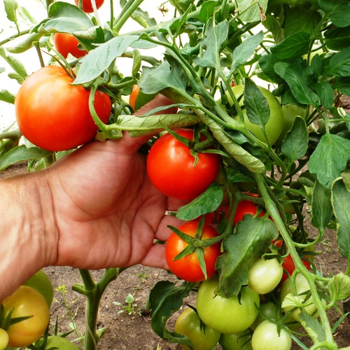 Помидоры Sun Sardegna - Солнце Сардинии