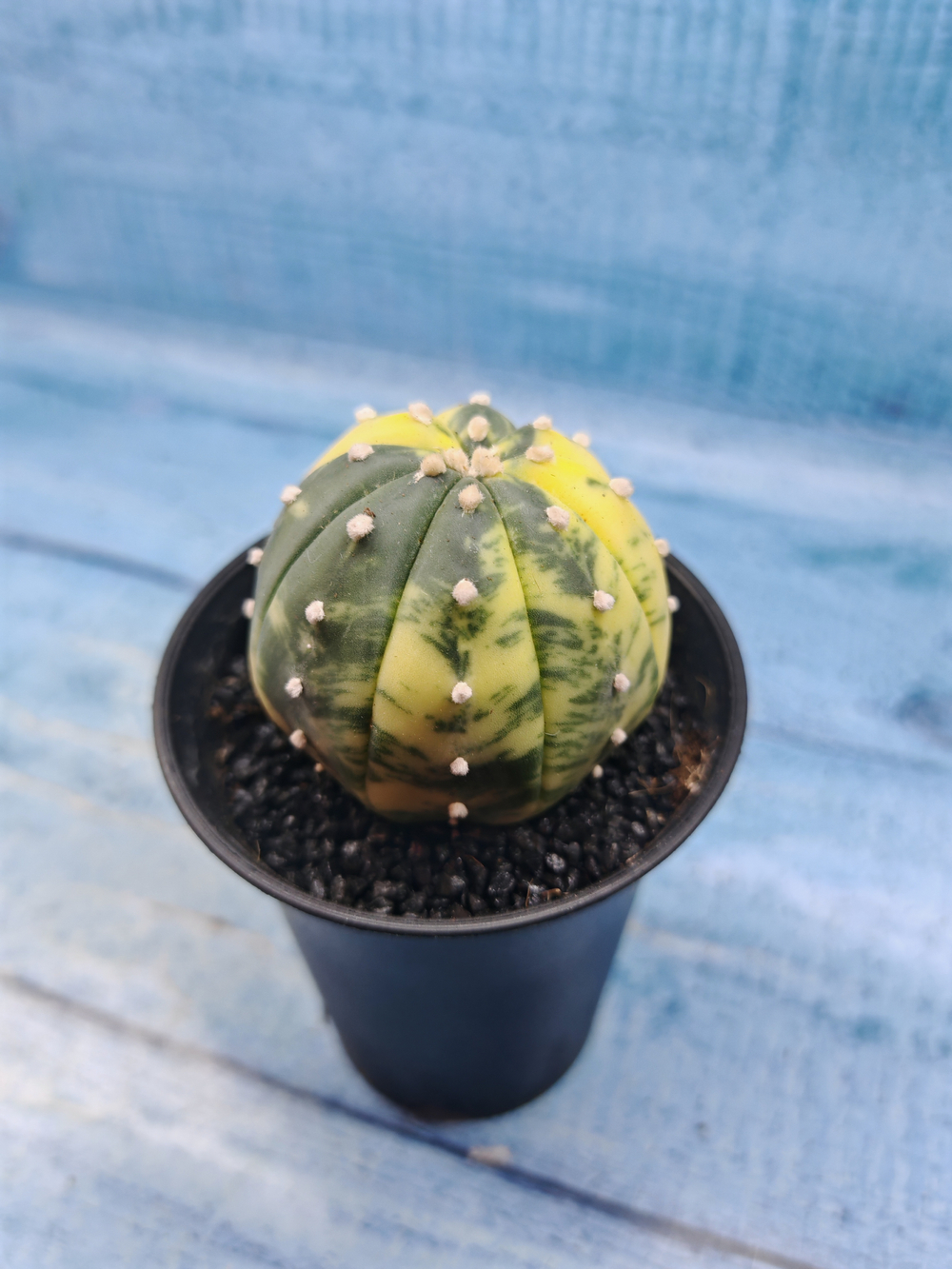 Astrophytum Asterias variagate (Астрофитум)