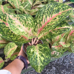 Аглаонема SAMPAO THONG