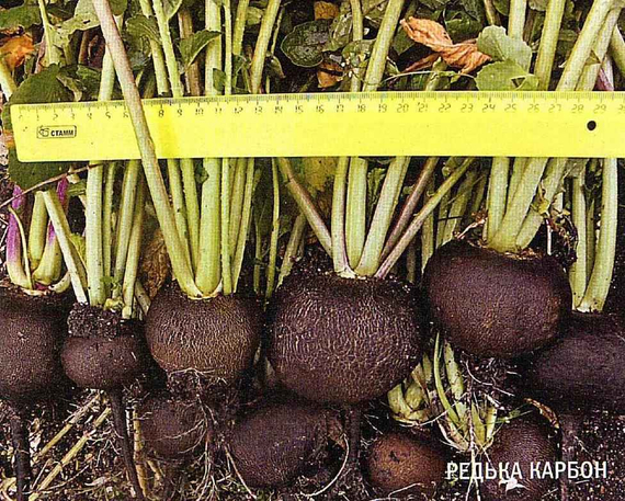 Карбон семена редьки (Гавриш) – фото 4