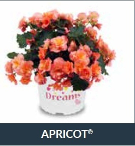 Бегония Solenia Apricot ОКС Укорененный черенок