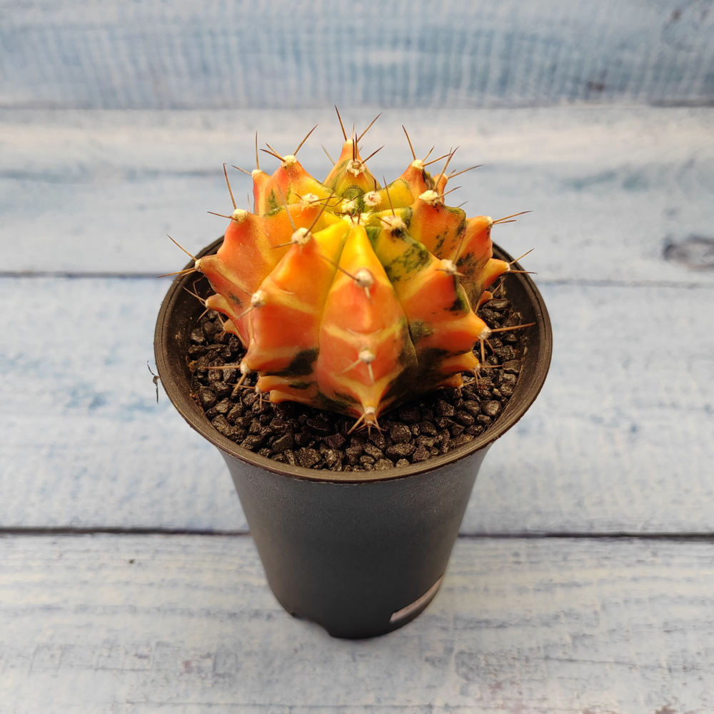 Gymnocalycium Variegata (Гимнокалициум Вариегатный)