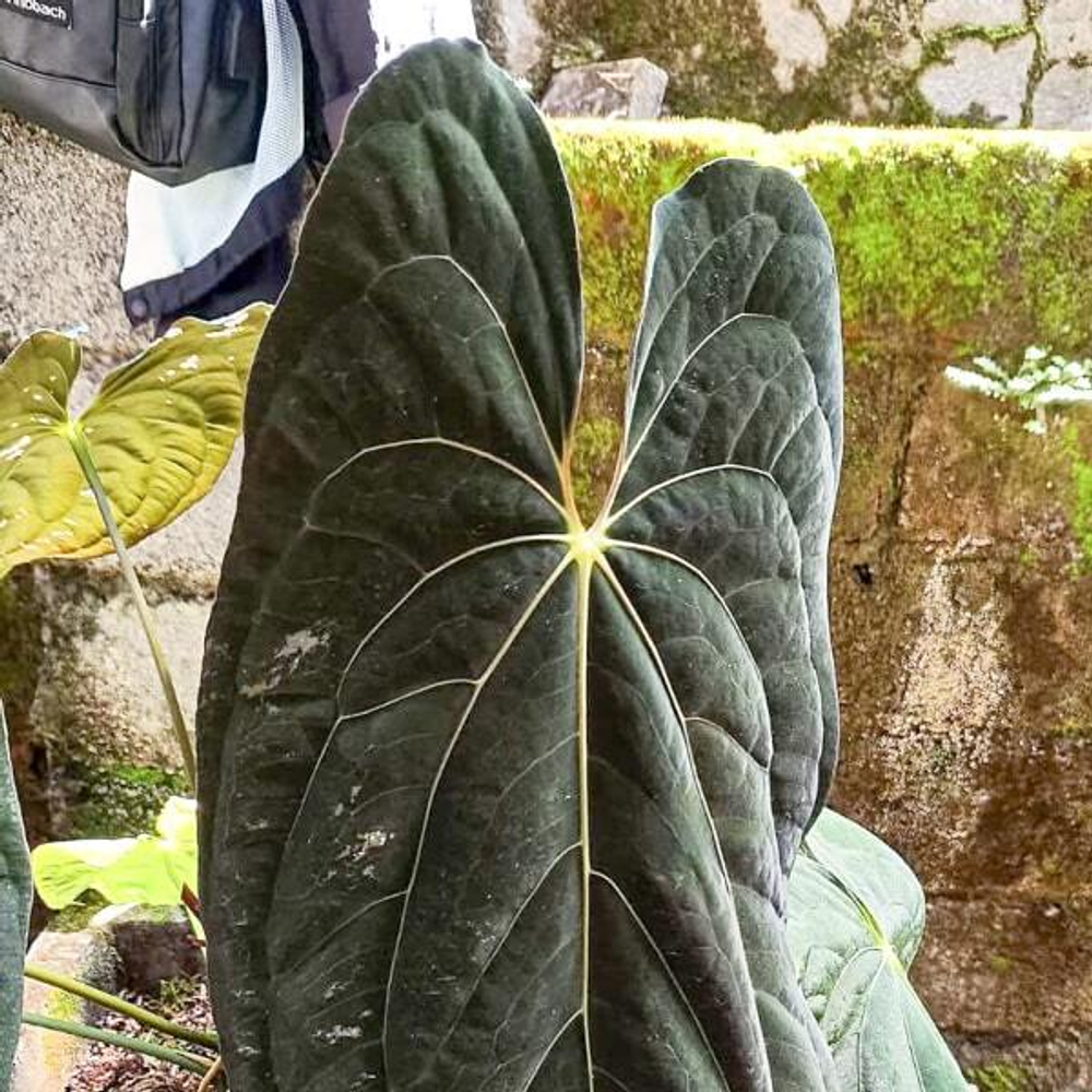 Антуриум QUEEN PURNAMA