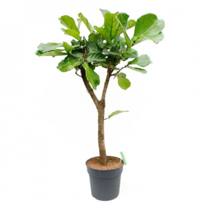 Фикус Orangery ficus lyrata 34/180