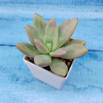 Graptoveria Rosie Crow (Граптоверия)