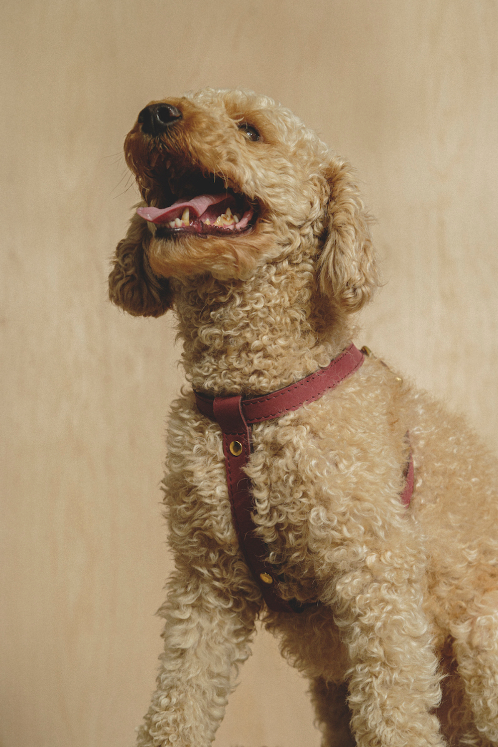 Цельнокожаная шлейка Винный