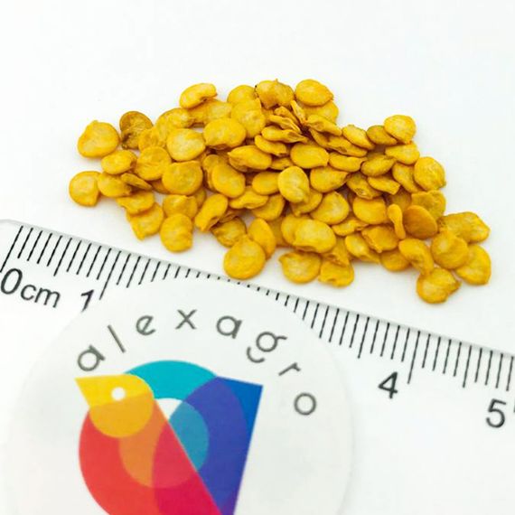 ХАСКИ F1 семена перца сладкого Enza Zaden характеристика