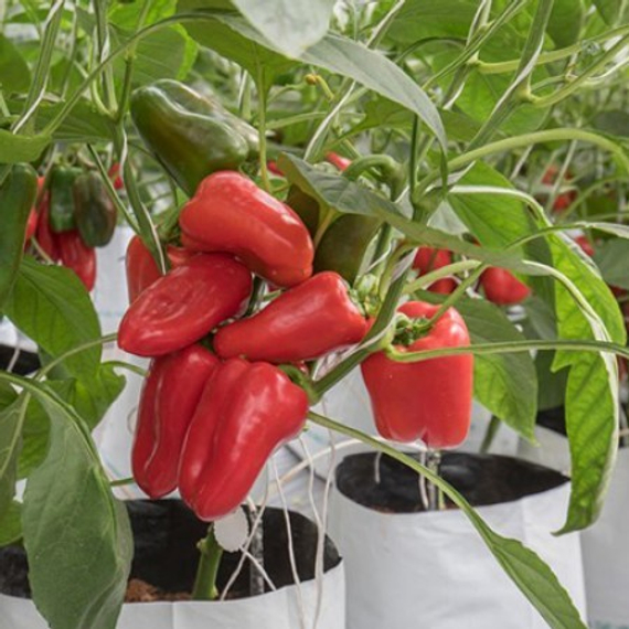 Трироссо F1 семена перца сладкого (Rijk Zwaan / Райк Цваан) в поле – фото 3