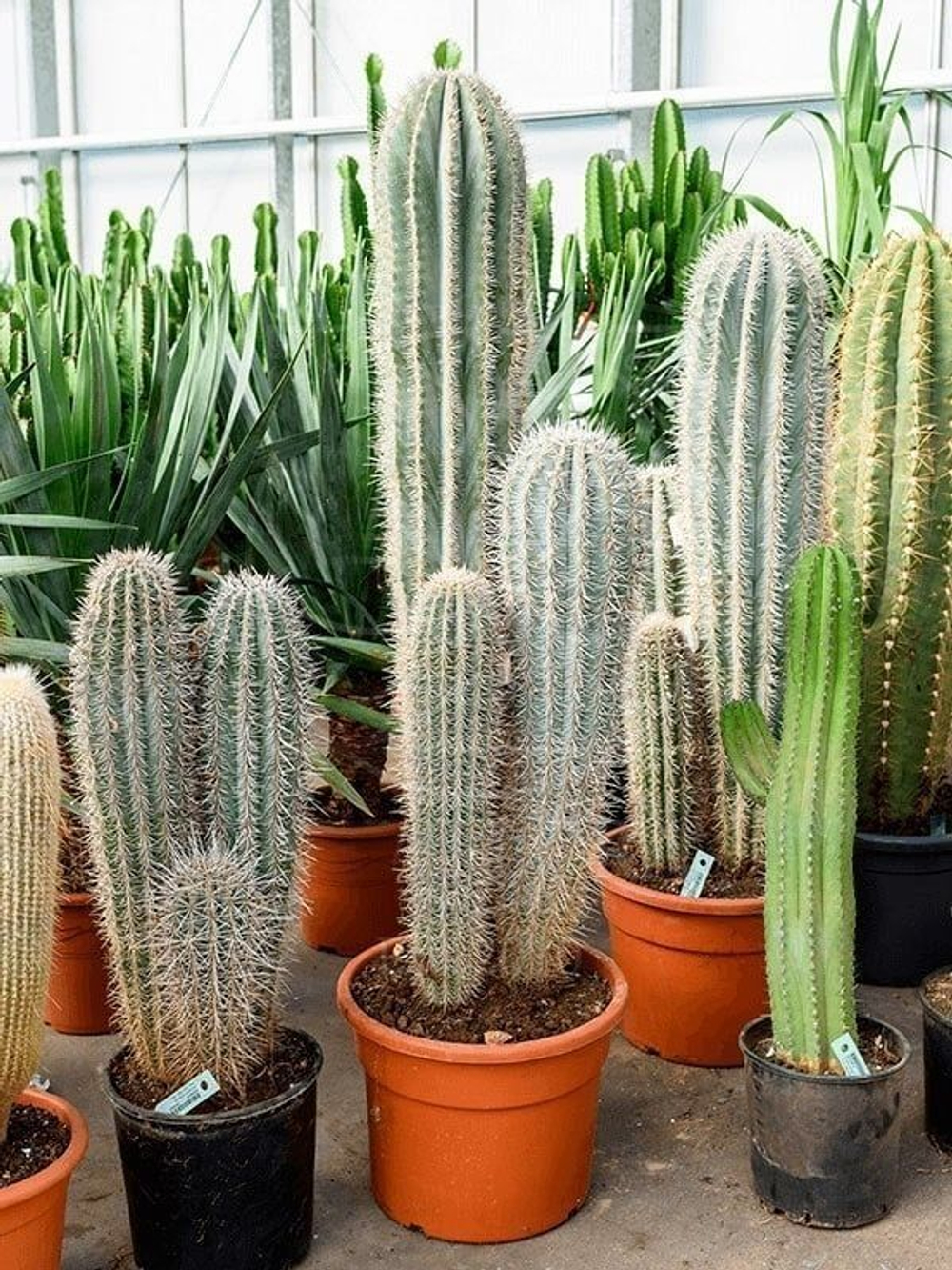 Кактус с красным цветочком