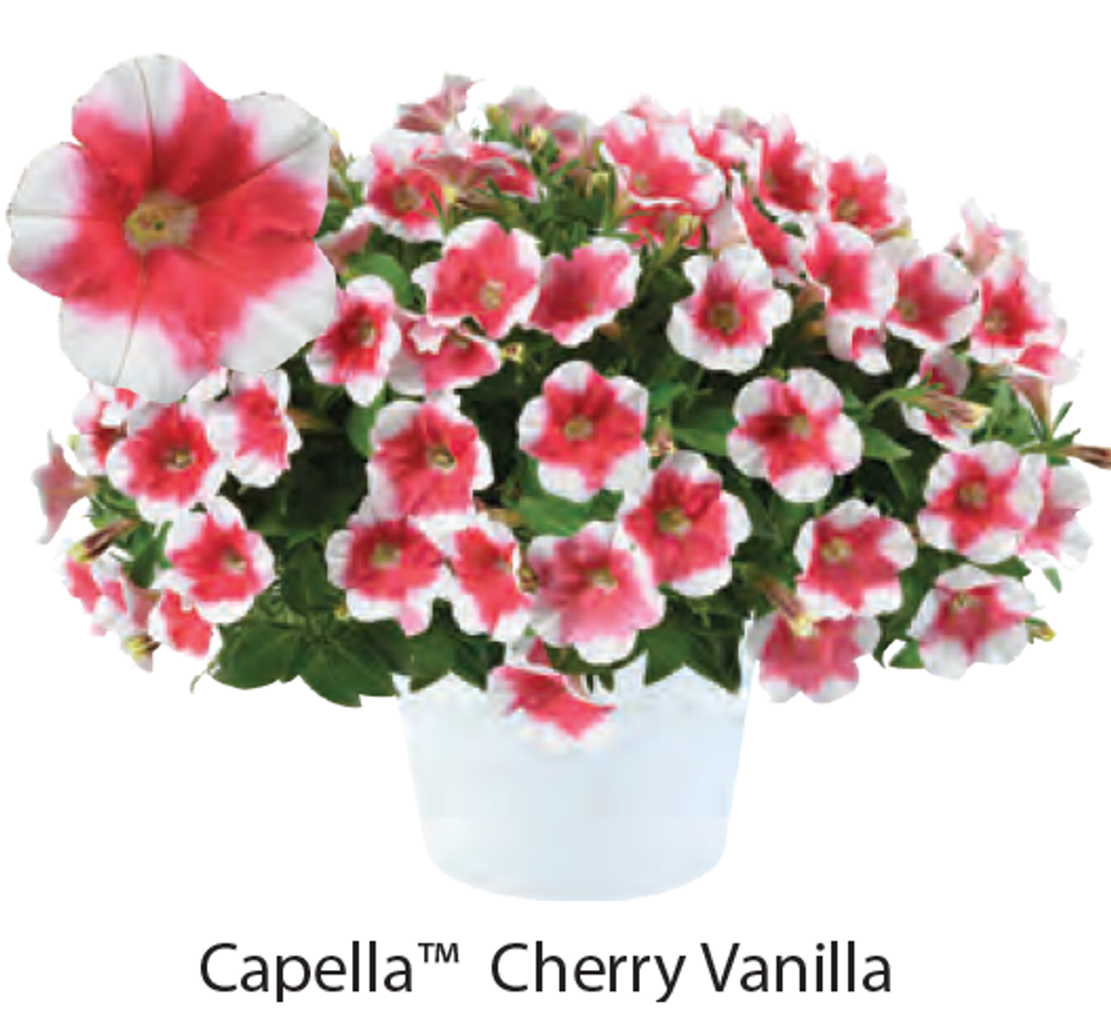 ЕВРО Capella Cherry Vanilla ОКС укорененный черенок 15-20 февраля