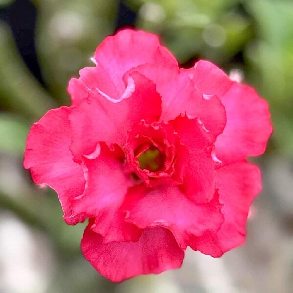 Адениум PHET KANCHANA