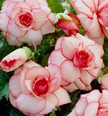 Бегония клубневая вайт ред пикоти март-апрель 26