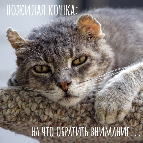 Пожилые кошки: на что нужно обратить внимание Пожилые кошки: на что нужно обратить внимание