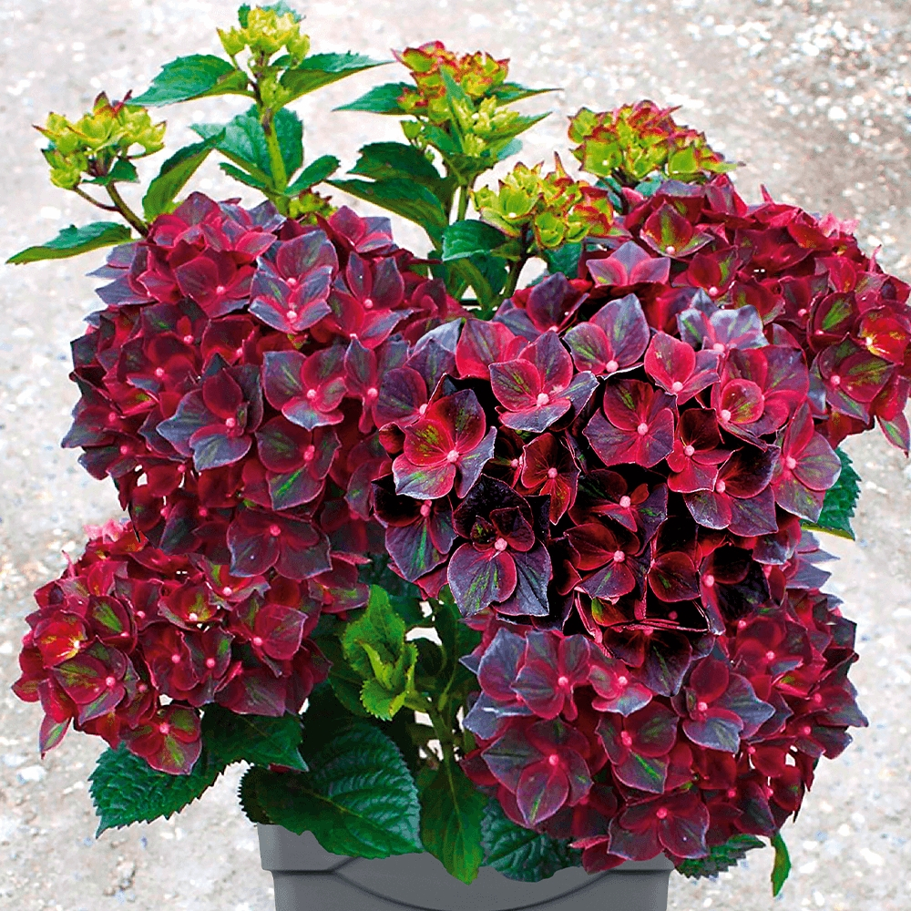 Black Knight/ Черный Рыцарь Р7