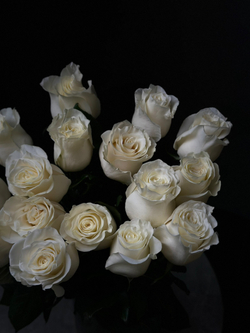 Розы поштучно «Mondial» (Эквадор)