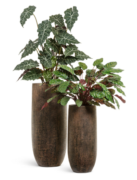 Комплект - Алоказия и Калатея в кашпо Treez Effectory Metal