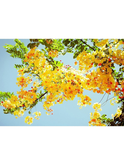 Фото на стекле "Цветущее дерево" Декор для дома, подарок