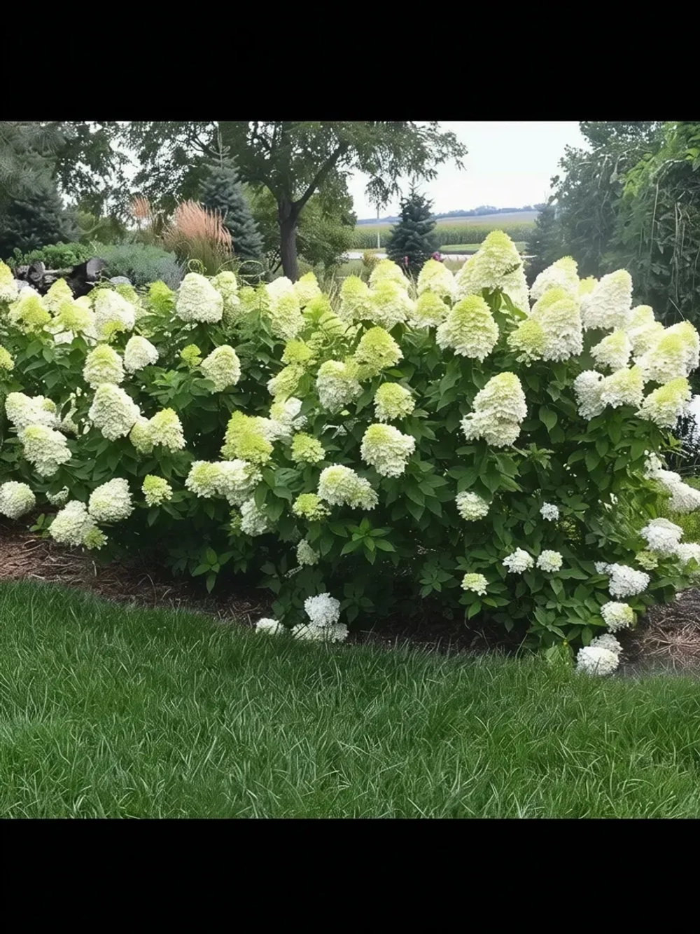 Селекшен гортензия метельчатая